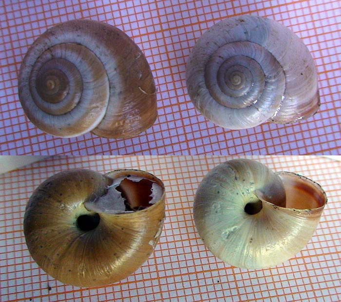 Monacha appenniniche del gruppo cantiana